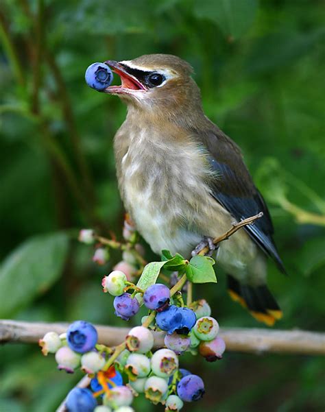 bird eating blueberries
